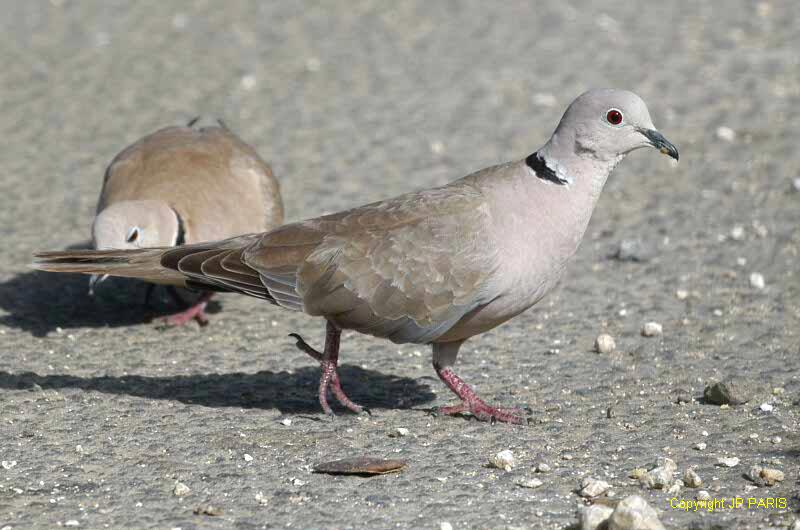 Streptopelia decaocto